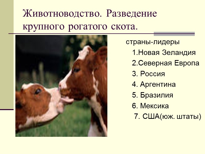 Животноводство. Разведение крупного рогатого скота.         